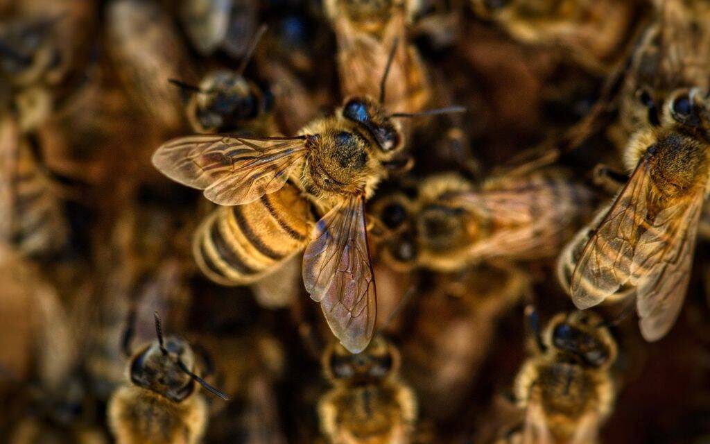 pszczoly na plastrze sen pszczoly