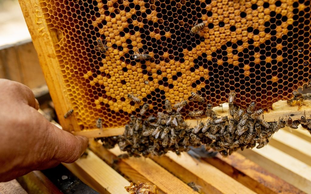 ramka pszczoly pszczelarz