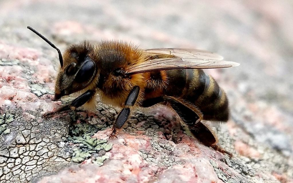 pszczola ukraina odessa