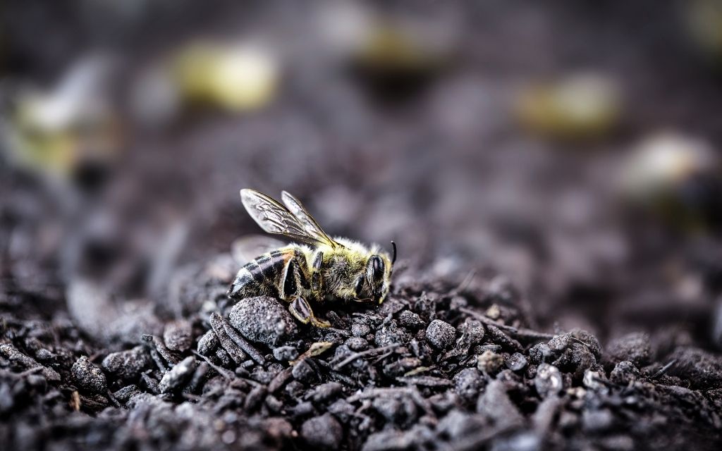 Martwa pszczoła na gołej ziemi