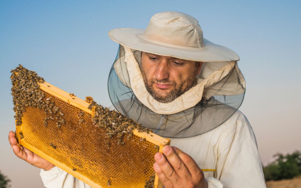 australijski pszczelarz patrzy w skupieniu na pszczoly