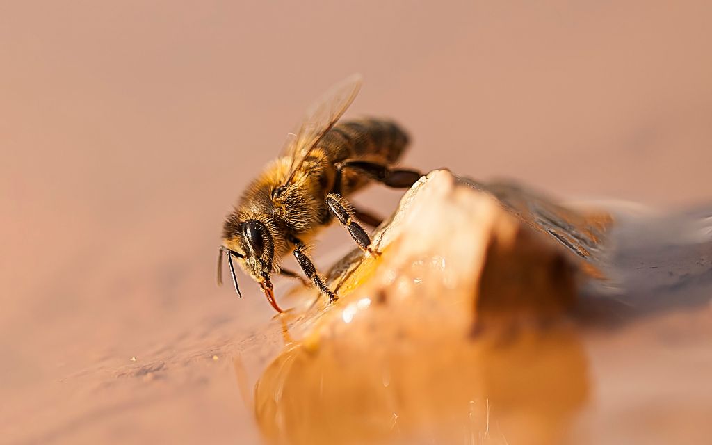 pszczoła która pije wodę