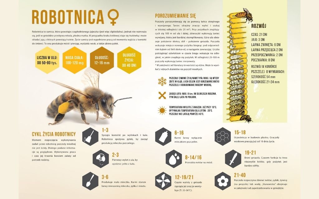 tablica edukacyjna pszczoła robotnica