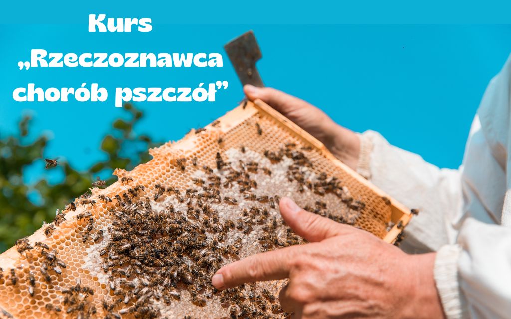 Kurs rzeczoznawcy chorób pszczół