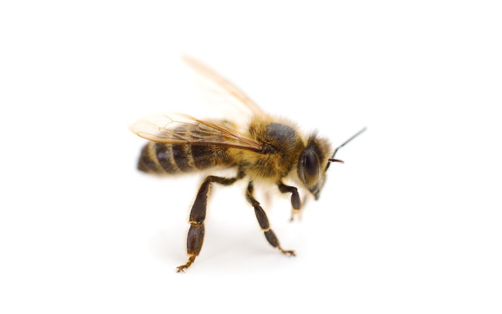 pszczola miodna biale tlo cialo tluszczowe