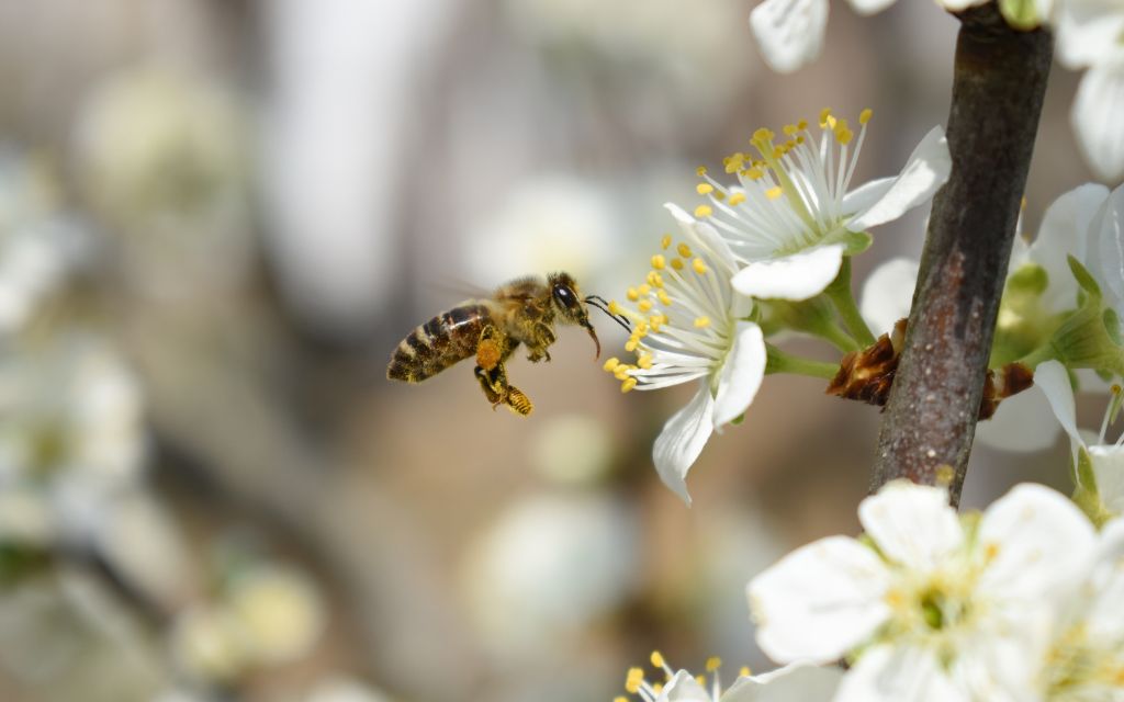 pszczoła w kwietniu