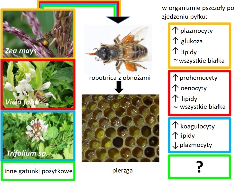 wpływ pyłków na ciało pszczoły