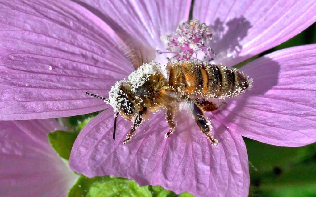 pszczoła na malwacea