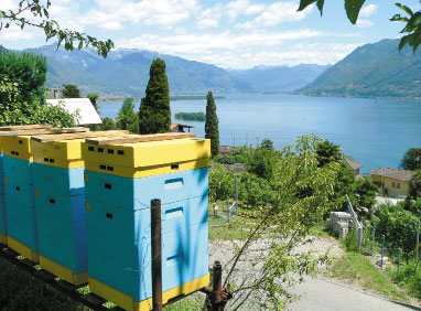 Pszczelarska panorama jeziora Maggiore na pograniczu Włoch i Szwajcarii