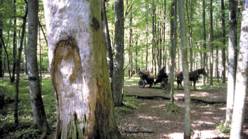 Wyżar w odziomkowej części drzewa bartnego. Ślady węgla zanikły od ciągłego dotykania przez turystów