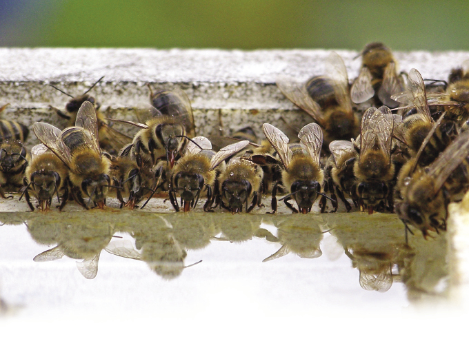 Pszczoły przy wodopoju, 