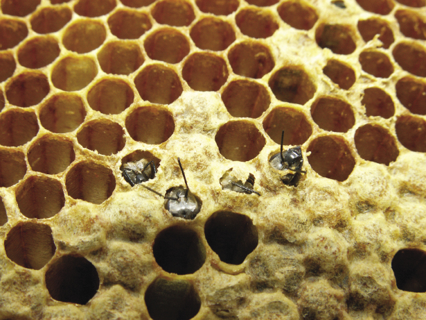 Młode pszczoły zakażają się przy wygryzaniu