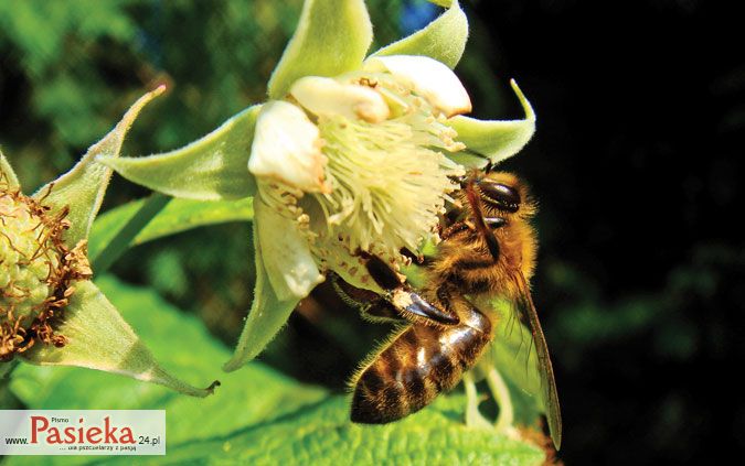 Pasieka - czasopismo dla pszczelarzy z pasją