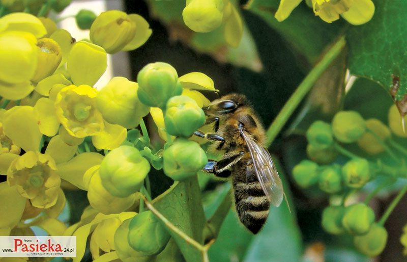 Pasieka - czasopismo dla pszczelarzy z pasją