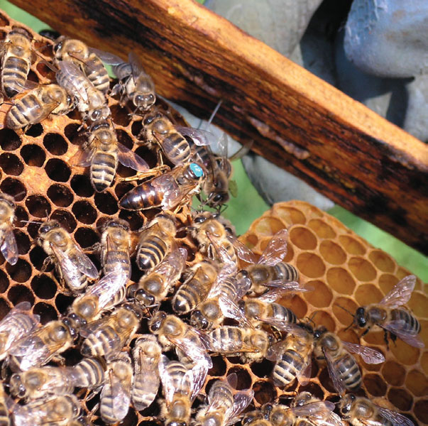 Rasy pszczół w Polsce