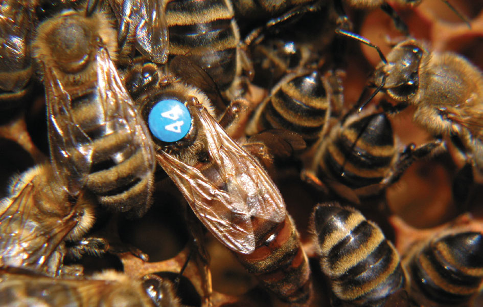 Rasa pszczół w Polsce