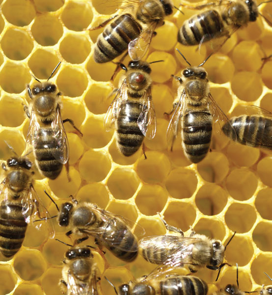 choroby pszczół - warroza na pszczole