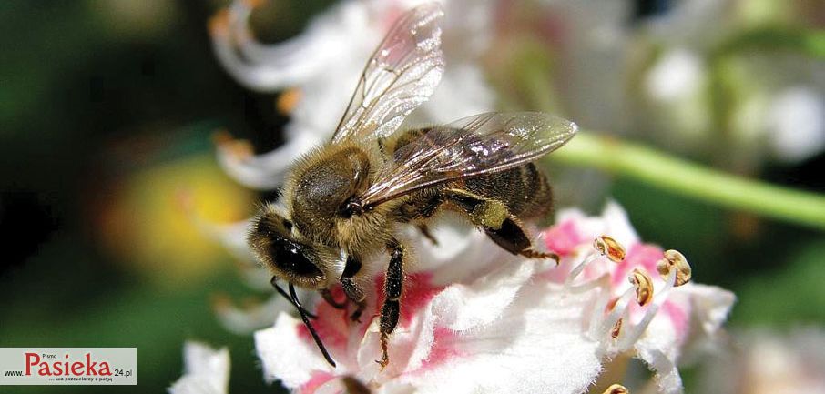 pszczółka na kwiecie