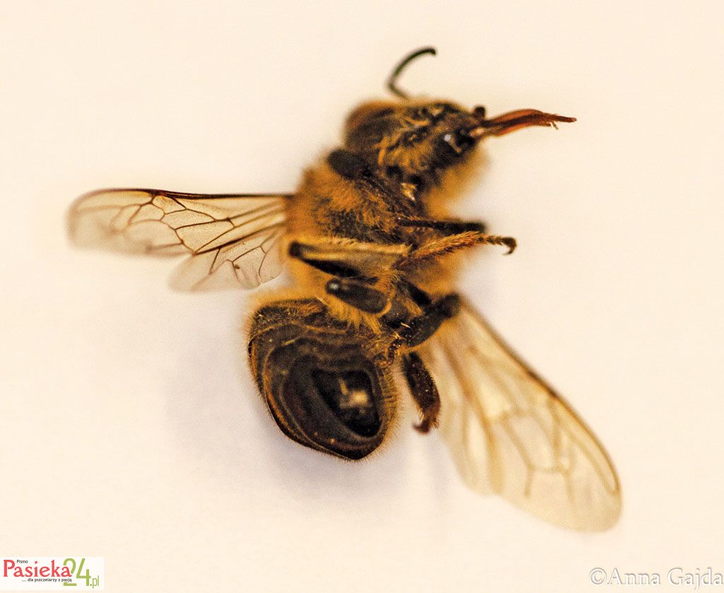 Pszczoła z wyciągniętym języczkiem, rozstawionymi skrzydłami i podkulonym odwłokiem (zatrucie).