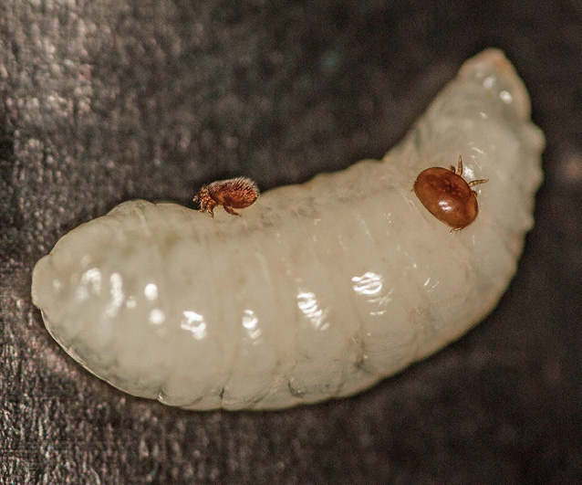 Fot. 1. Dorosłe samice V. destructor na larwie.