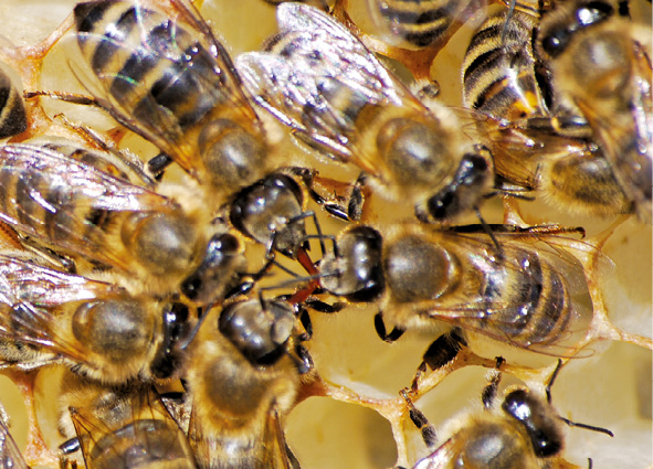 Anatomia pszczoły