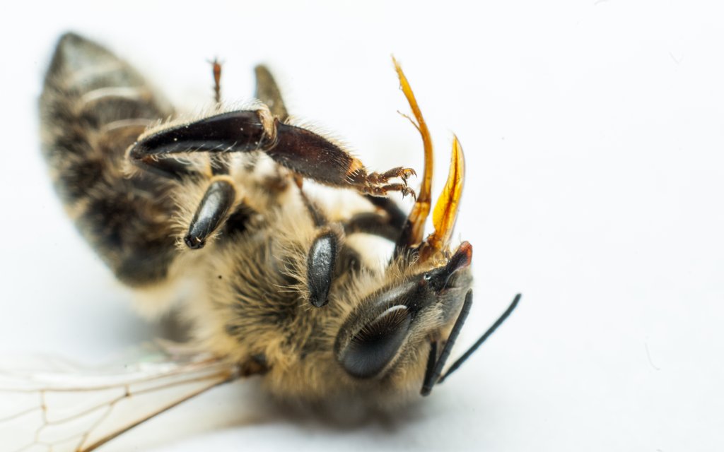 martwa pszczola aparat gebowy