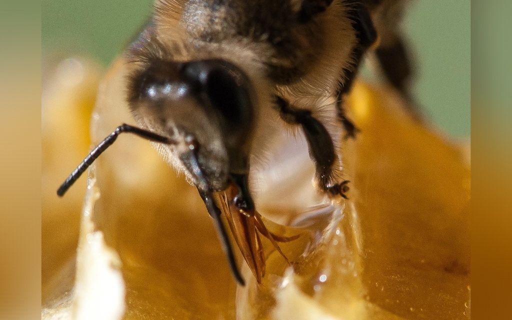 Lizaca pszczola motyka