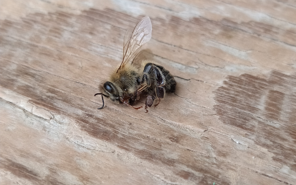 Martwa pszczola na drewnie