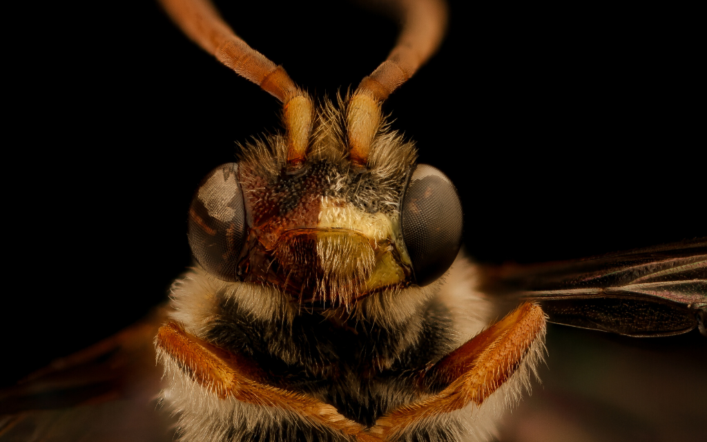 Niezydentyfikowana pszczola samotnica