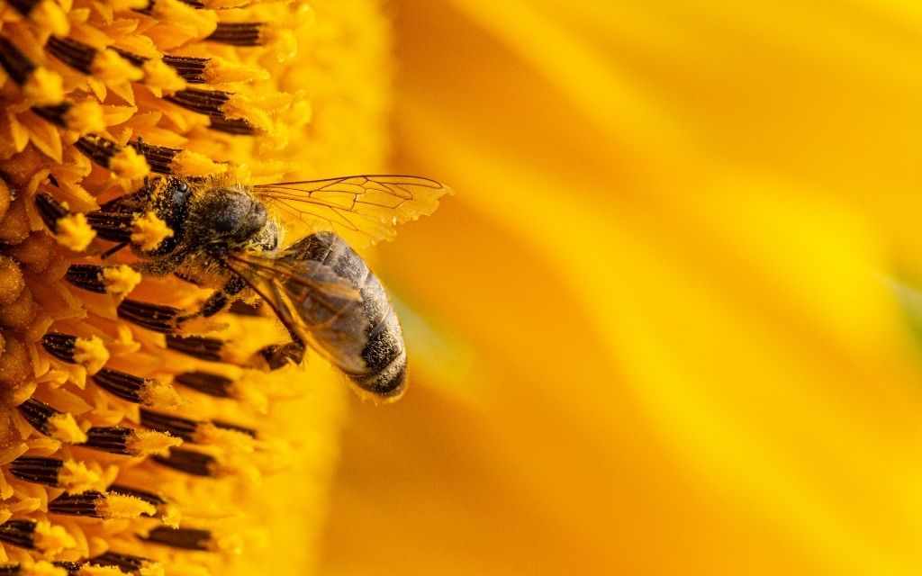 Pszczola na sloneczniku