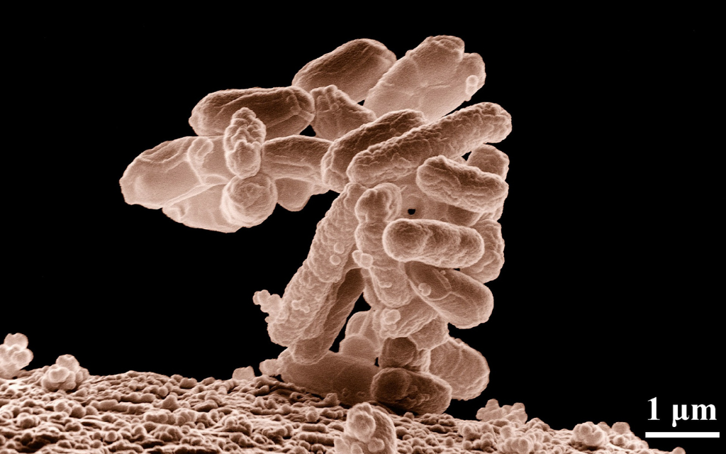 bakterie w pszczelich jelitach