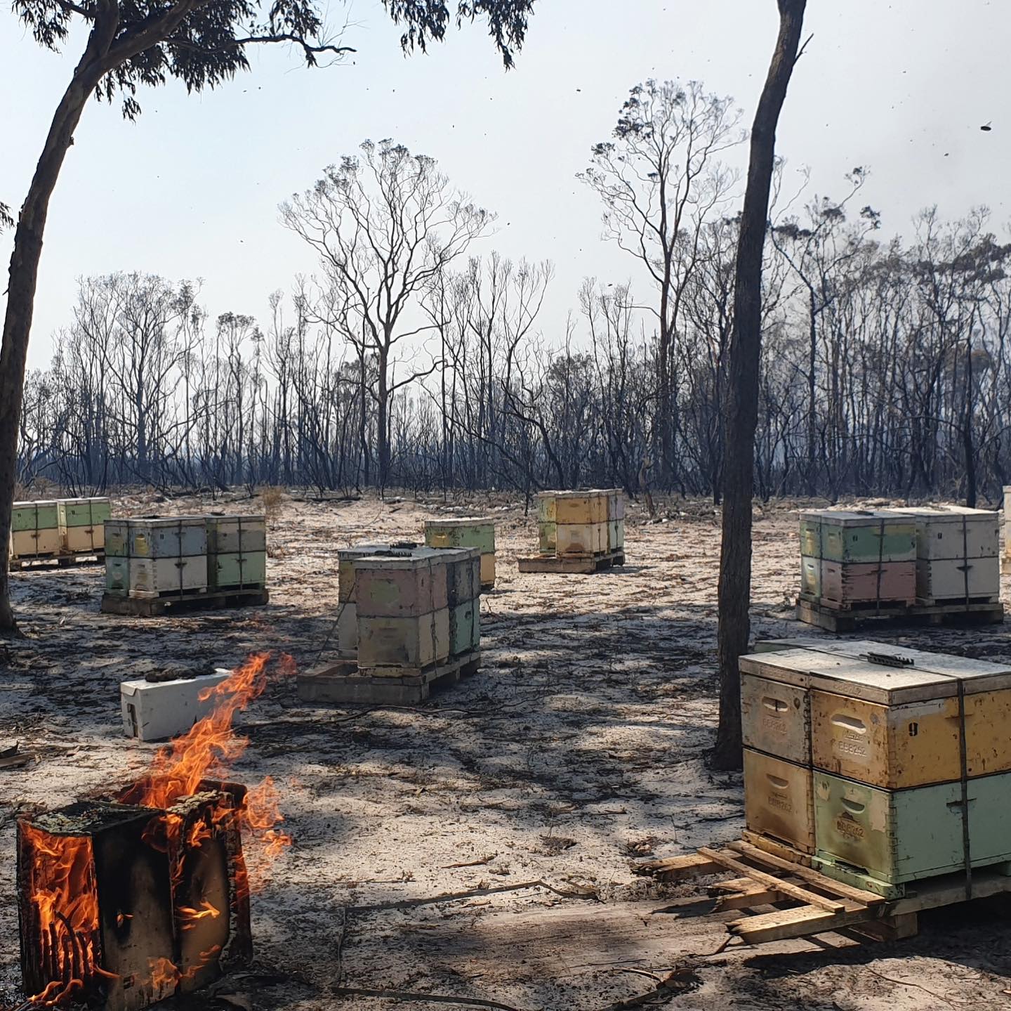 bushfires capilano honey