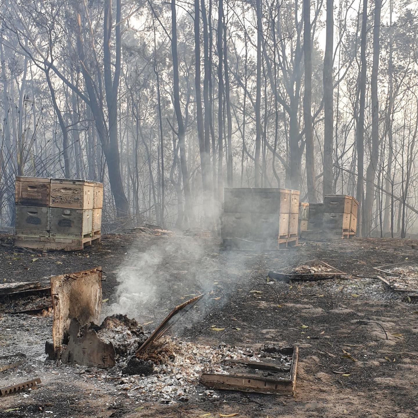 bushfires capilanohoney