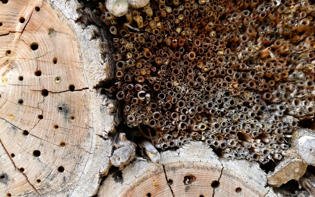domek dla pszczol