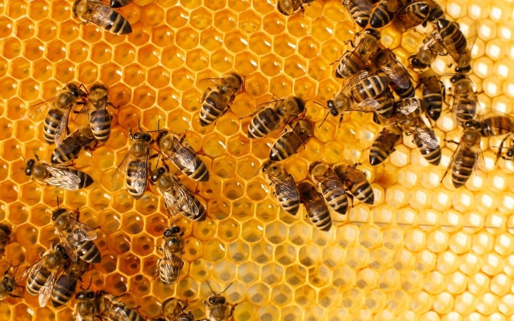 jak pszczoly robia miod
