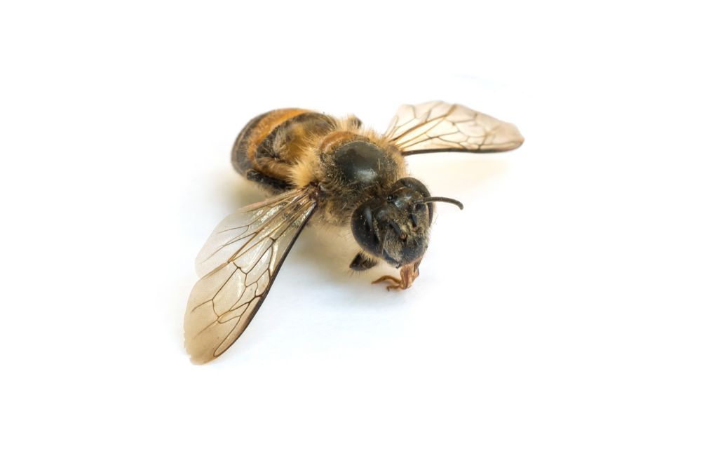 martwa pszczola
