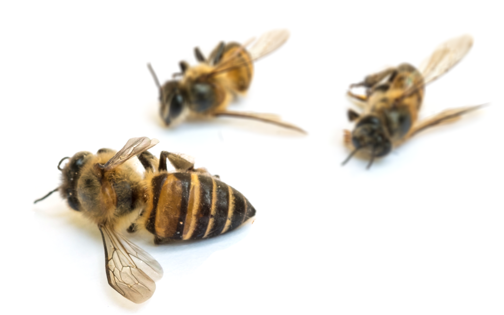 martwe pszczoly 12