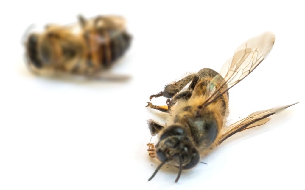 martwe pszczoly 3