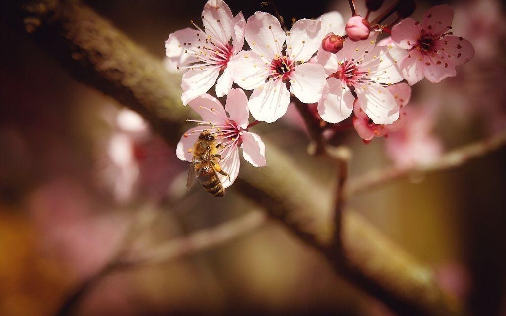 migdalowce pszczola Australia