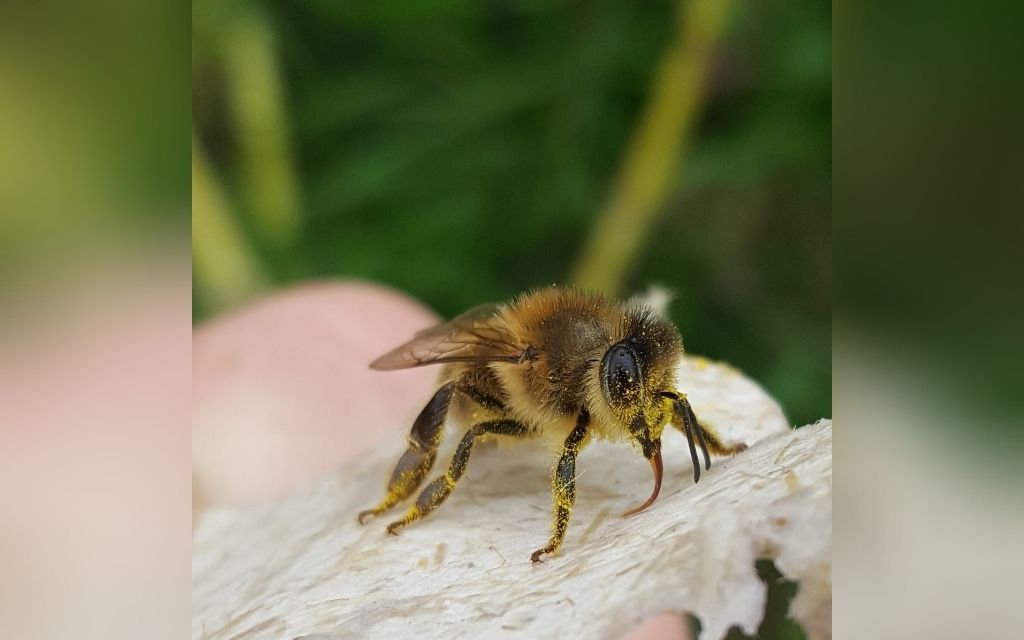 pszczola jedzaca papier