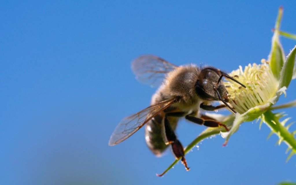 pszczola malina