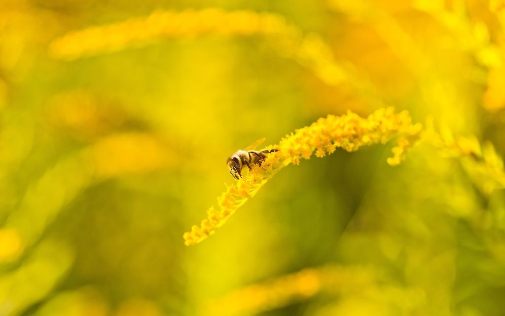 pszczola na nawloci