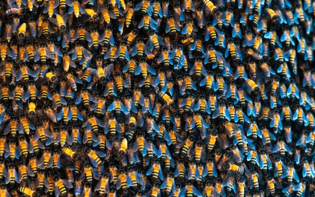 pszczola olbrzymia