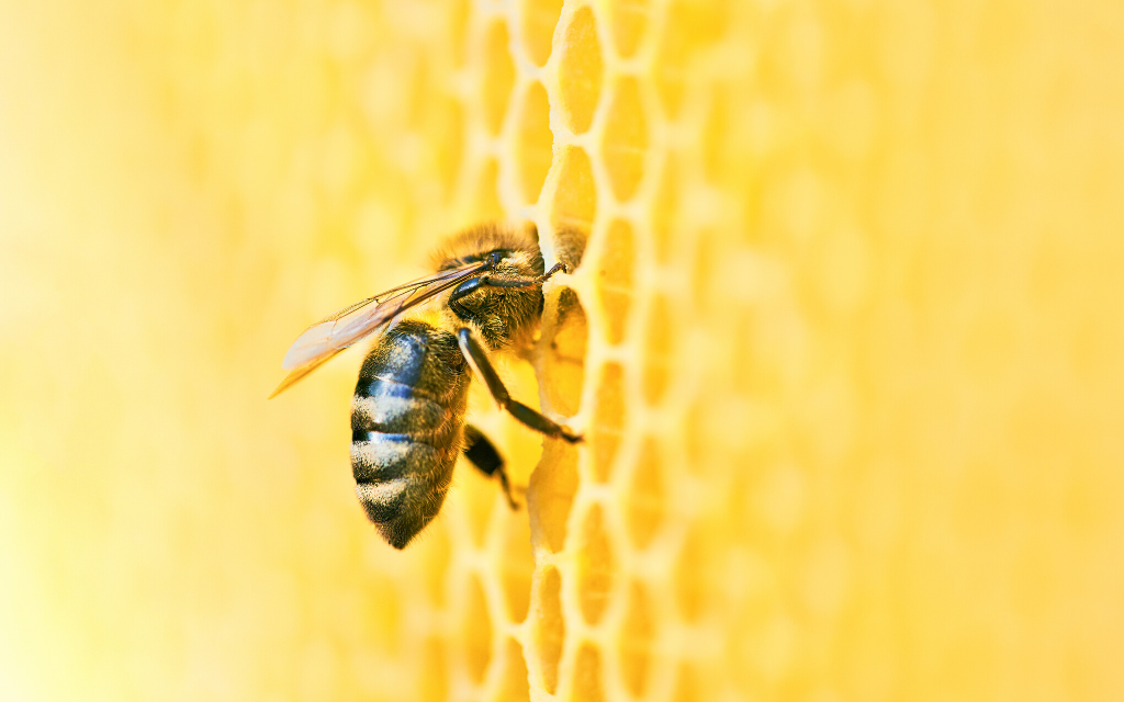 pszczola plaster