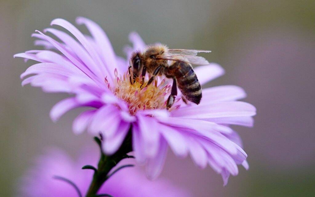 pszczola pokarm kwiat