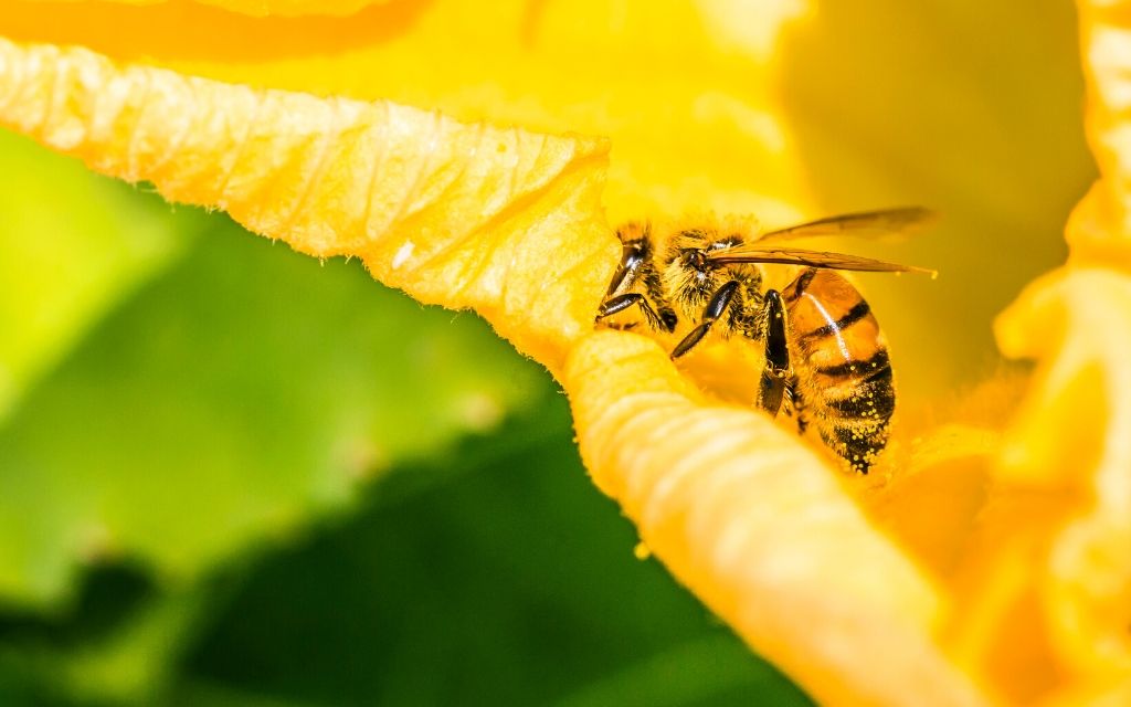pszczola pylek dyni