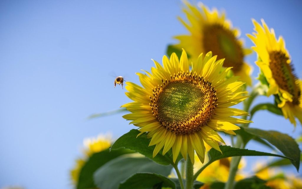 pszczola slonecznik Ukraina