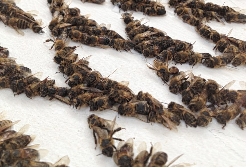 pszczoly mandala martwe
