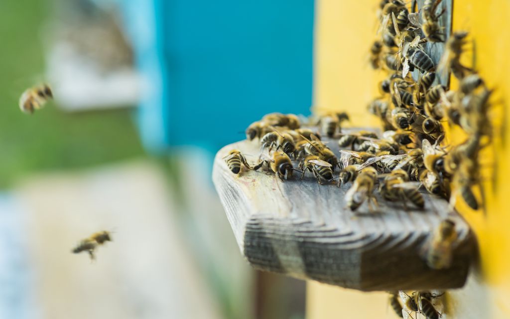 pszczoly na wlotku