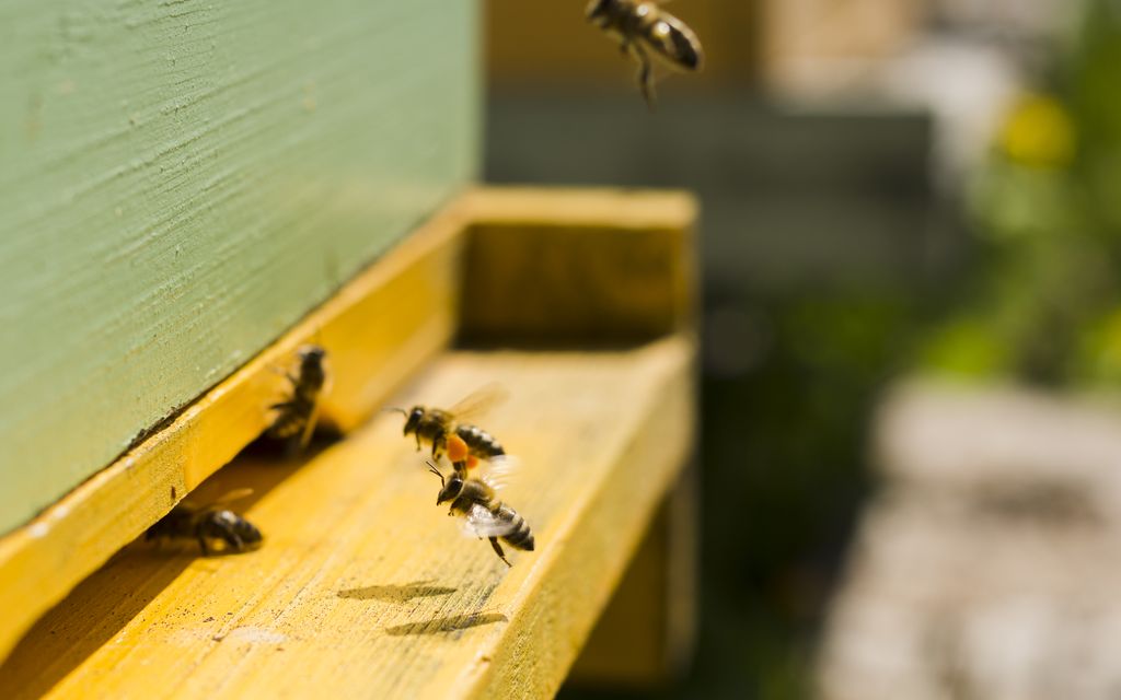 pszczoly wlotek
